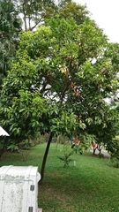 Cryptocarya elliptifolia