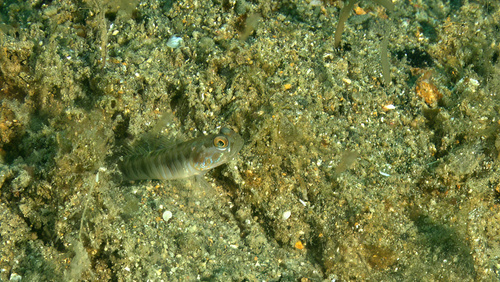 Vanderhorstia auronotata observed 2023-04-01