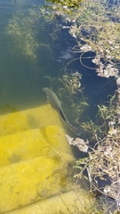 Micropterus salmoides