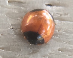 Exochomus marginipennis