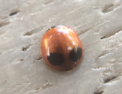 Exochomus marginipennis