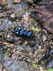 Pseudoxycheila tarsalis