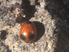 Exochomus marginipennis