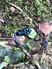 Pseudoxycheila tarsalis