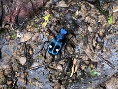 Pseudoxycheila tarsalis