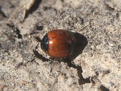 Exochomus marginipennis