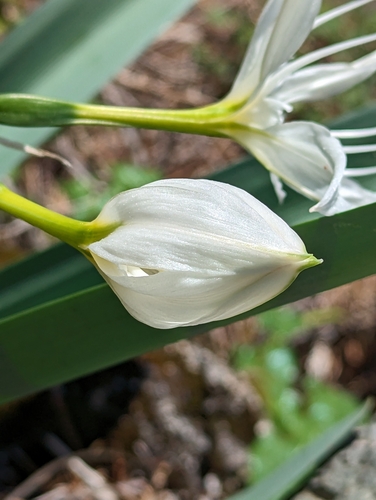 Image of Pancratium illyricum by (c) Denis Bastianelli, some rights reserved (CC BY)