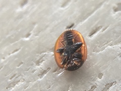 Exochomus marginipennis