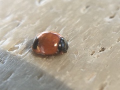 Exochomus marginipennis