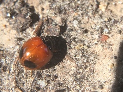 Exochomus marginipennis