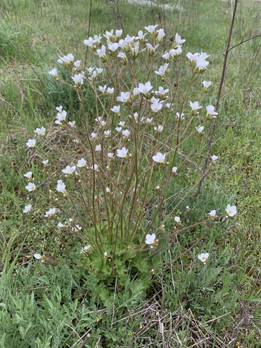 Meadow Saxifrage