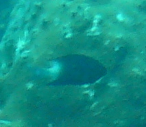 Stegastes partitus