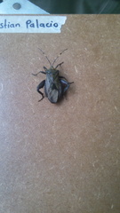 Pachylis laticornis