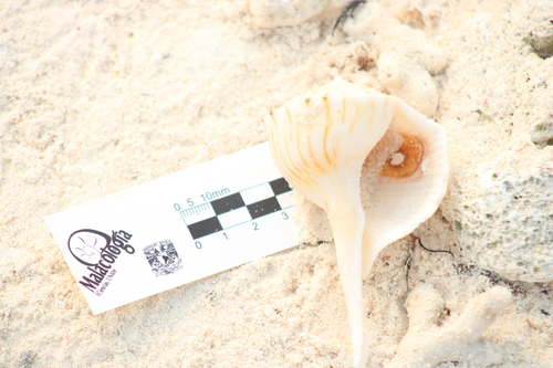 Busycoarctum coarctatum observed 2023-04-29