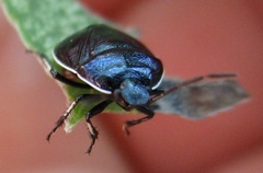 Sehirus cinctus albonotatus