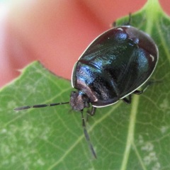 Sehirus cinctus albonotatus