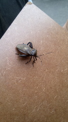Pachylis laticornis
