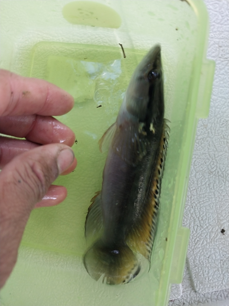 Ringtail pike cichlid (Crenicichla saxatilis) — Cichlidae