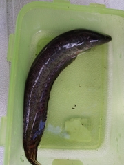 Banded Knifefish photo 4