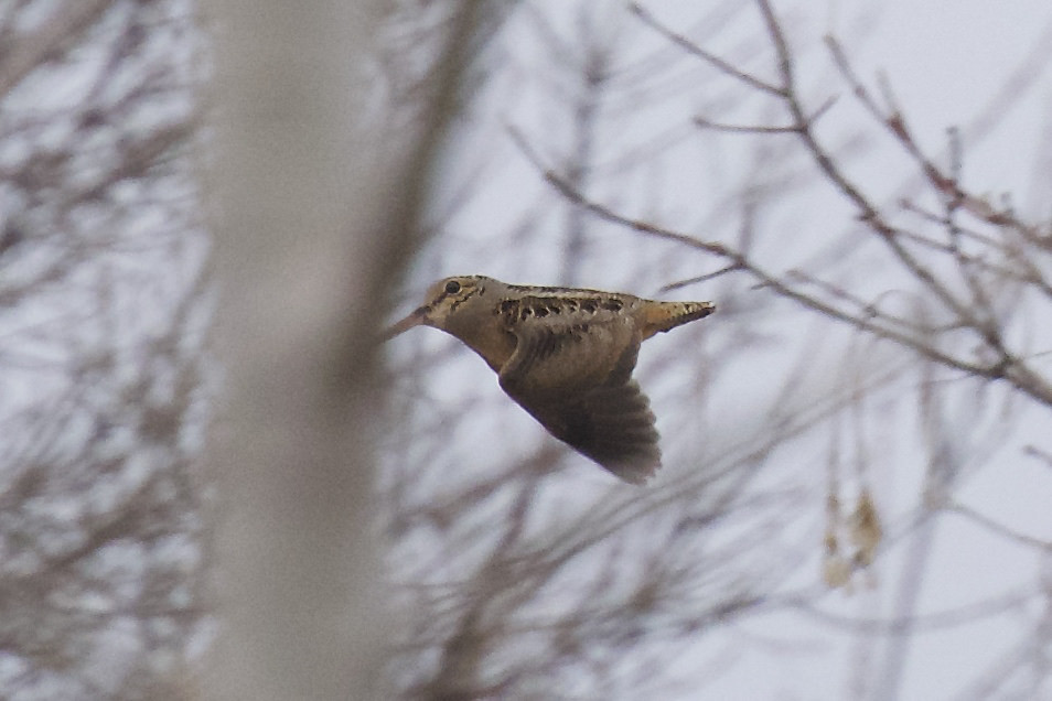 American Woodcock