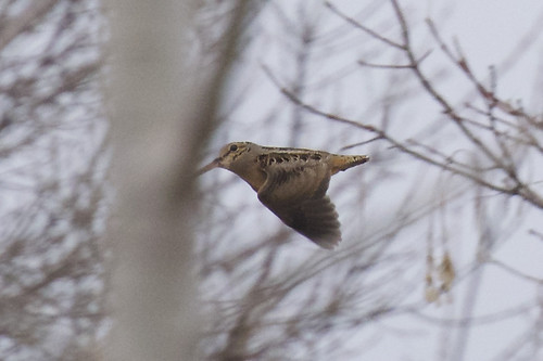 American Woodcock