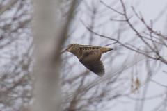American Woodcock photo 5