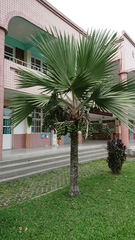 Saribus rotundifolius