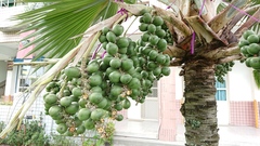 Saribus rotundifolius