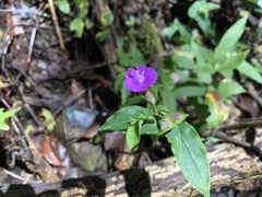 Tradescantia poelliae