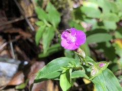 Tradescantia poelliae