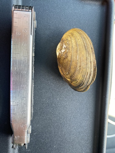 Newfoundland Floater