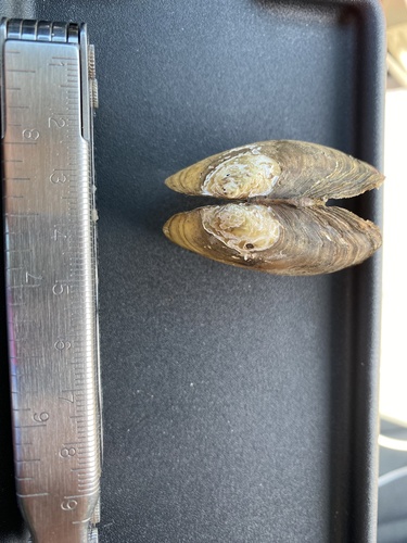 Newfoundland Floater