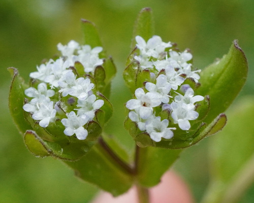 Image of Valerianella carinata by (c) Patrick Hacker, some rights reserved (CC BY)