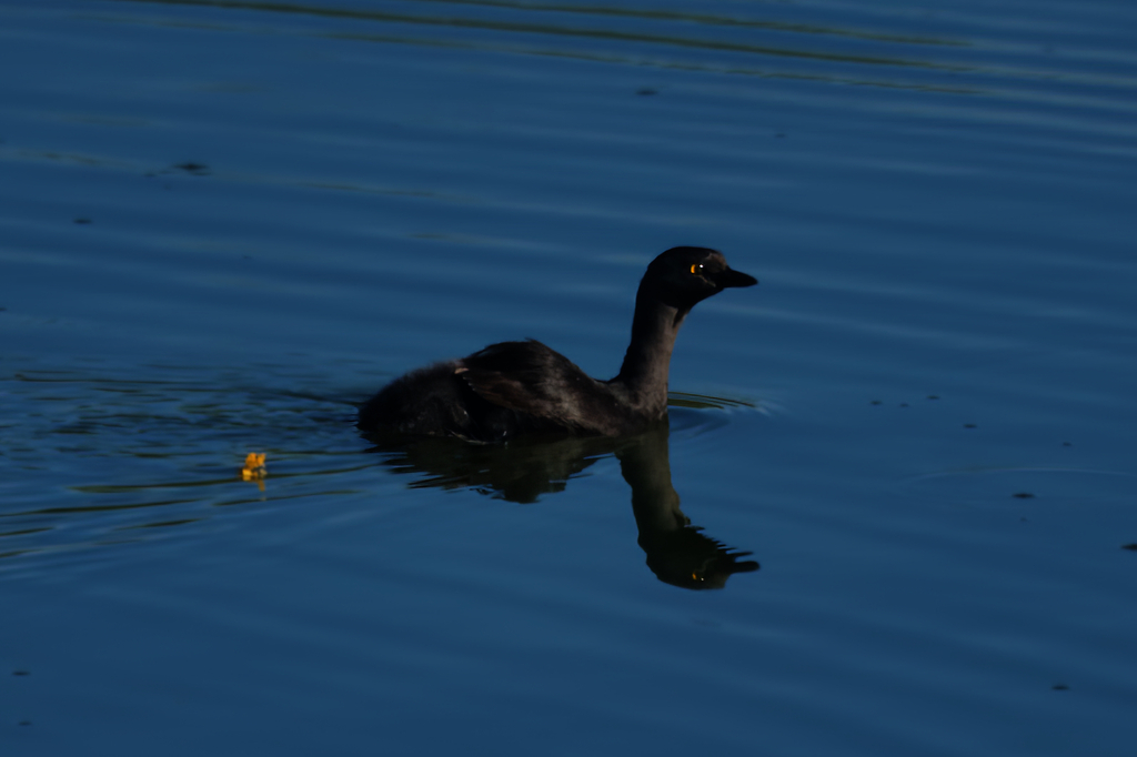 Least Grebe