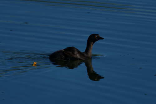 Least Grebe