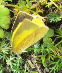 Eurema laeta