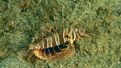 Blackfoot Firefish photo 3