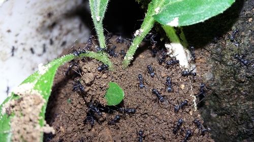 Pheidole toltecaPheidole tolteca