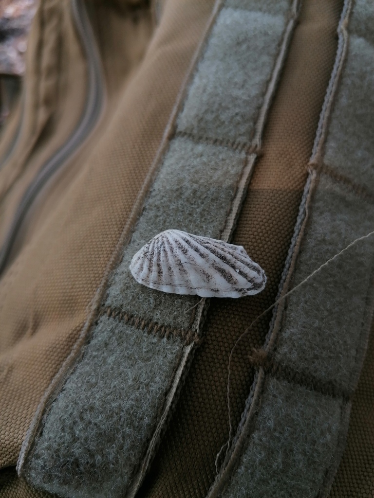 Carditamera radiata