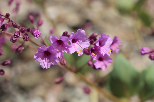 Mirabilis elegans (Mirabilis elegans)