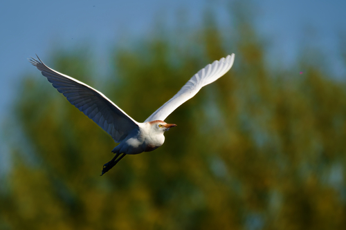 Western Cattle-Egret, photo 8 of 10