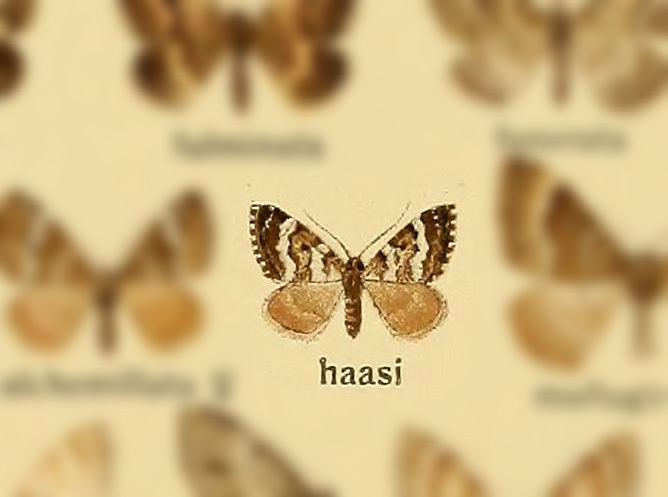 Perizoma haasi