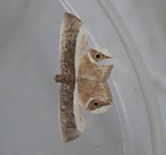 Opisthoxia