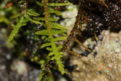 Thuidium recognitum