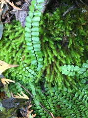 Claopodium rostratum