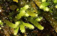 Claopodium rostratum