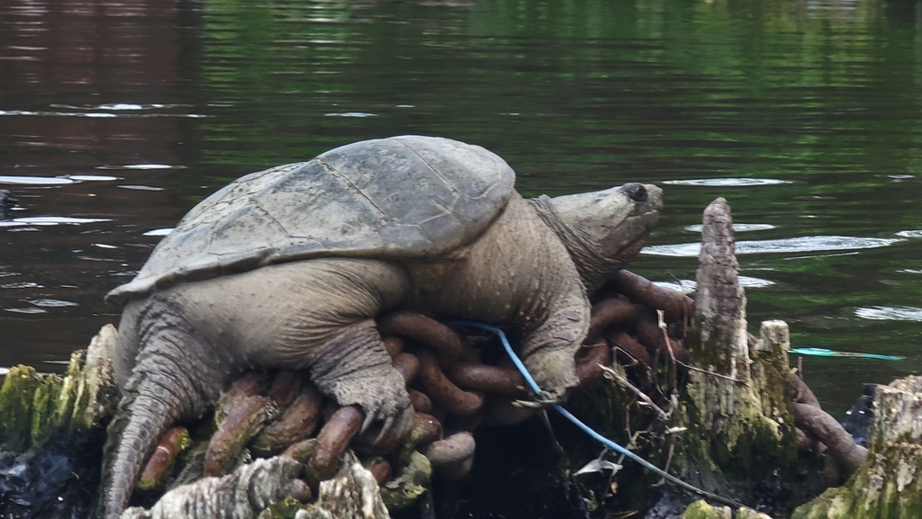 Photo by Joey Santore