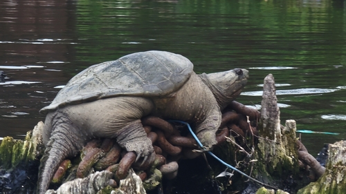 Chelydra serpentina