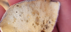 Trametes versicolor image