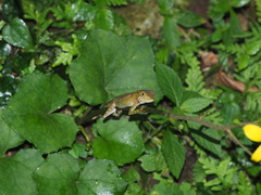 Diploderma swinhonis